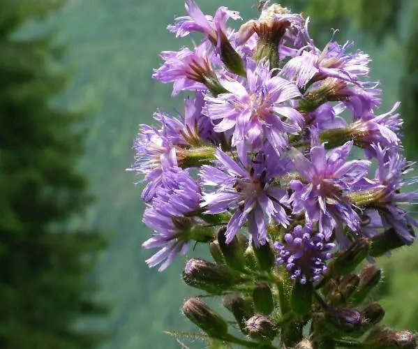 Haus Marion Pensionat *