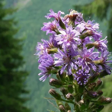 Haus Marion Gasthuis *